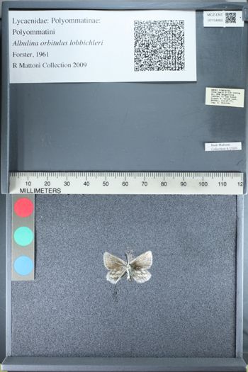 Media type: image;   Entomology 154860